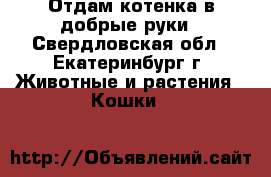 Отдам котенка в добрые руки - Свердловская обл., Екатеринбург г. Животные и растения » Кошки   